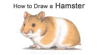 How to Draw a Hamster | Colored Pencil Tutorial
