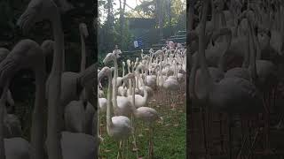 FLAMINGOLAR Safari World #bangkok #tayland #thailand #holiday #tatil #shortsvideo #keşfet