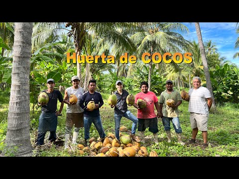 Video: Cosecha de cocoteros - Cómo recoger cocos de los árboles