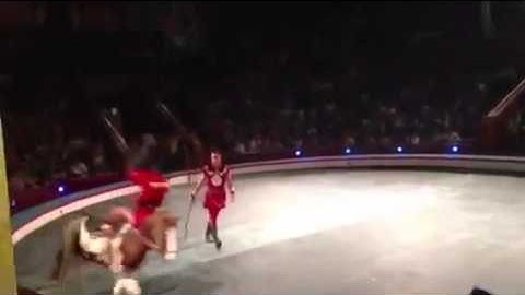 Xiếc ngựa Hót clip vui hay hài hước 2014