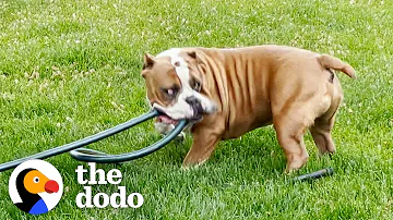 Do pounds still kill dogs?