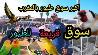 سوق قريعة للطيور الدار البيضاء تعرف على أثمنة جميع طيور الزينة والمغردة والحسون+معلومة