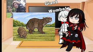 Team Rwby React To Australian Wildlife During Early Ages Gacha Life Reacts Inspo