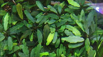 Bucephalandra ブセファランドラ Youtube
