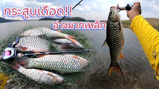 กระสูบเดือด!! อ่างมวกเหล็ก #ตกปลากระสูบ #ตกปลา #อ่างเก็บน้ำมวกเหล็ก @O.PFishing [ EP. 89 ]