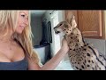 UnbelievableThis African  Serval  Cat Say Mom Watch the video
