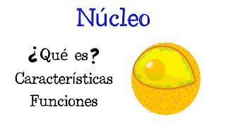 🌐 What is the Nucleus? 💥 Characteristics and Functions [Easy and Quick] | BIOLOGY |