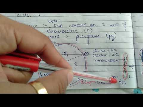 C - value and Regulation of cell cycle