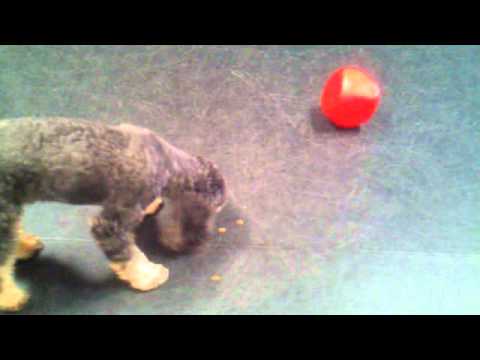 Buster Cube Dog Toy Demonstration