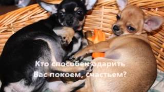 Чихуахуа, щенки для продажи Чихуахуа, щенки для продажи