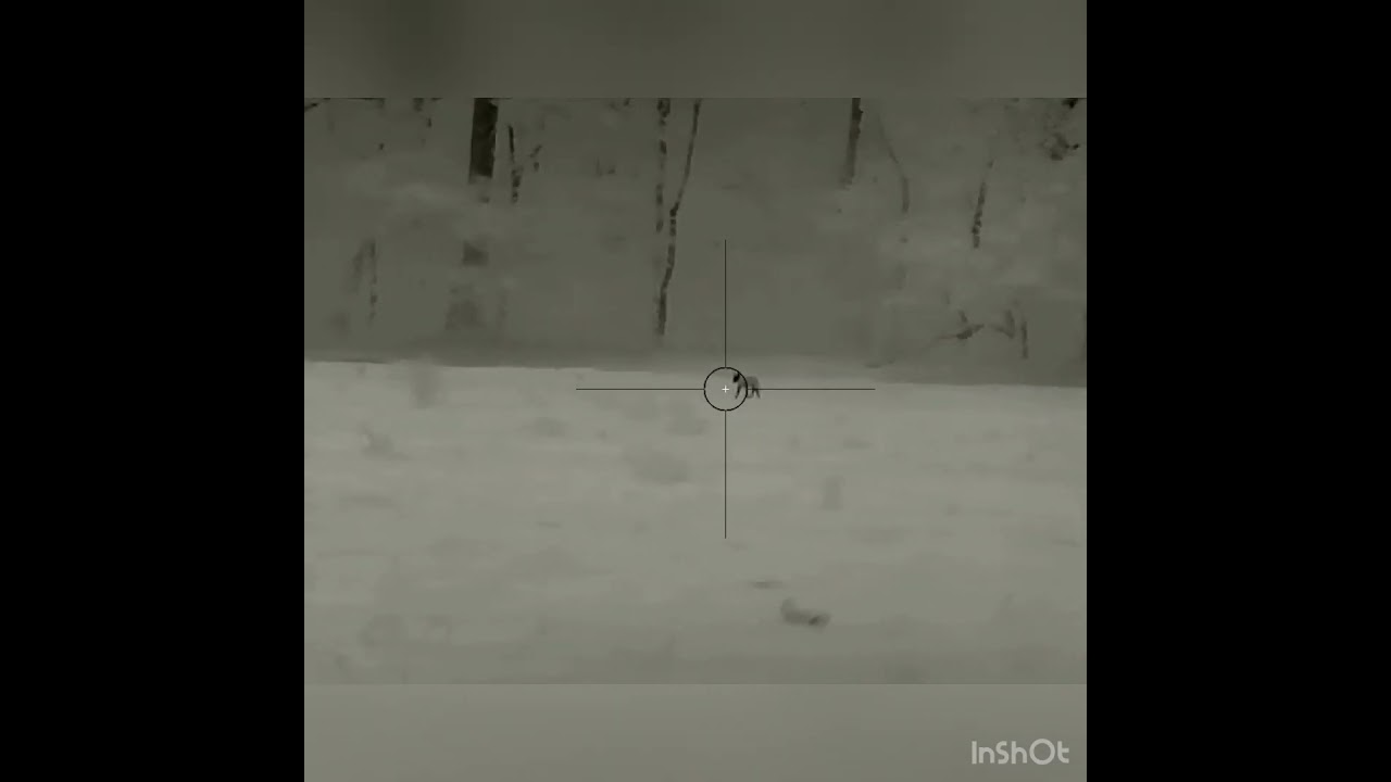 Predator Outlaws Thermal Coyote Hunt 2 10/30/23 