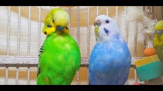 136 Min Budgies Chirping Parakeets Sounds Reduce Stress Heal ADHD Anxiety Heart Diseases