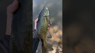 #fishingvideo #wisconsin #youtubeshorts #bassfishing #ftmw #smallmouthbassfishing