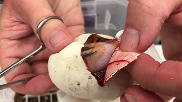 2018 Ball Pythons #9  OD Pieds, Clowns, Albinos and a clutch that made me say WTF