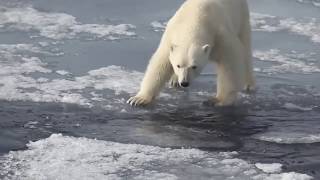 Estimate Arctic Sea Ice Endurance with TWIST. screenshot 1