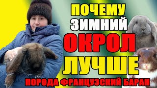 видео: Почему зимой ЛУЧШЕ ОКРОЛ. Кролики породы Французский Баран. картинка: Почему зимой ЛУЧШЕ ОКРОЛ. Кролики породы Французский Баран.