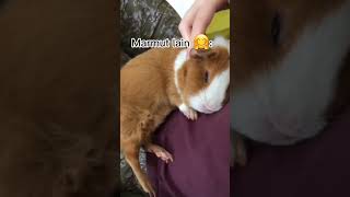 Other Guinea Pig Vs My Guinea Pig