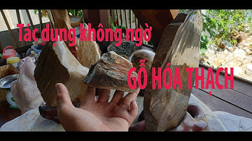 Tác dụng không ngờ của GỖ HOÁ THẠCH ít ai biết