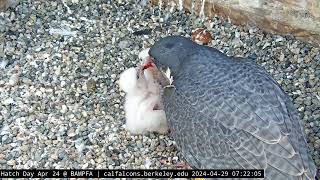 4-29-24 Monday Morning Mourning Dove Breakfast for the Chicks