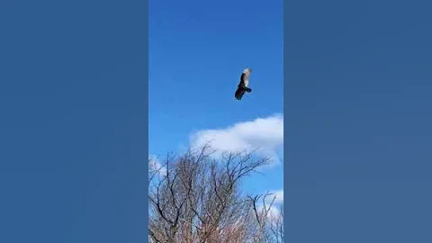 Soar to your Goals!