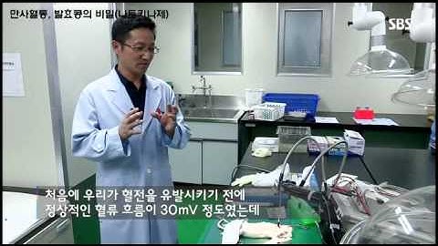 SBS 특집다큐멘터리 만사혈통 발효콩의비밀(나토키나제) 31분