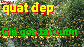 Quất tết 2021 | quất cảnh dáng lùm cho quất tết | giá quất tết tại vườn | AlibabaHchannel