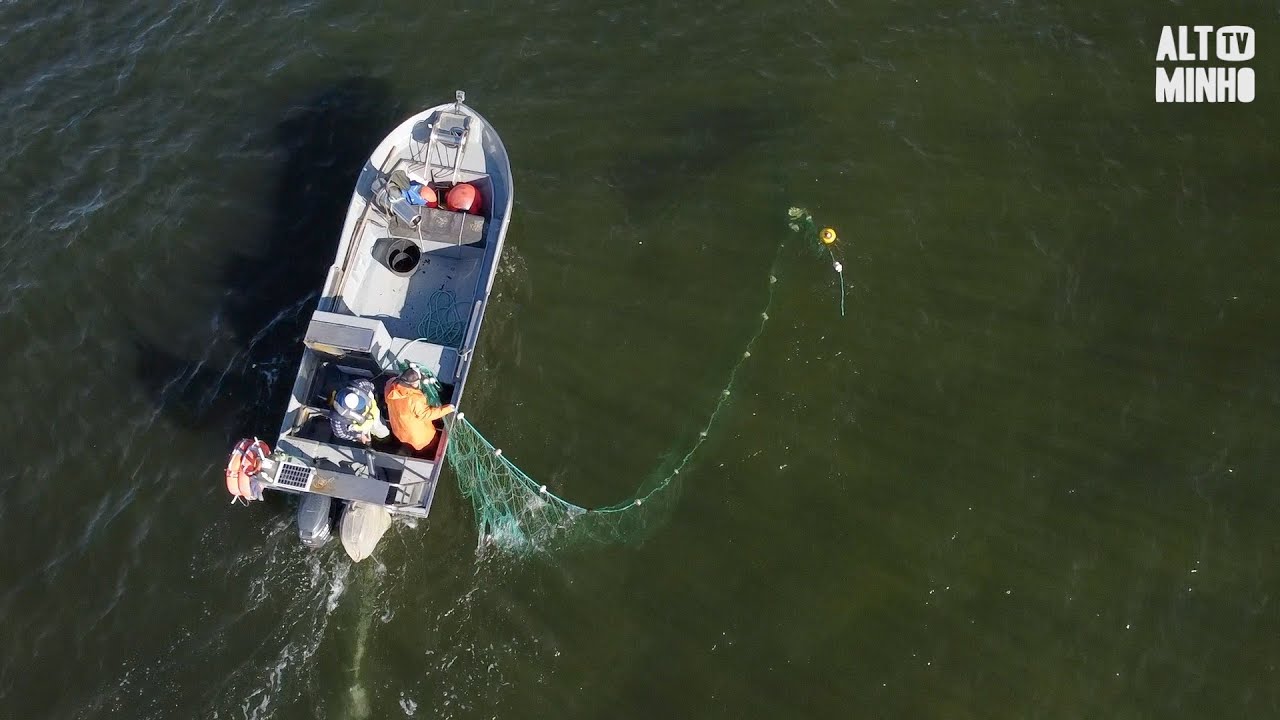 Pesca da lampreia no rio Minho arrancou com menos exemplares | Altominho TV