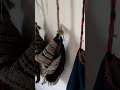 11 юни 2026 г.Трявна