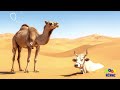 🐪 İnek, Deve ve Kayıp Kuzu! | Farklı Olmak Güçtür | Yardımlaşma Masalı