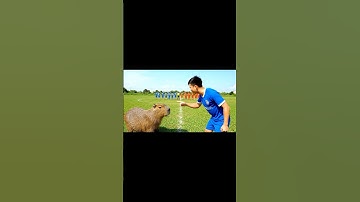 Capybara phát hiện nguy hiểm đội bóng nhưng bị hiểu lầm❤️ #capybara #cappyphathien #hoathinhvietnam