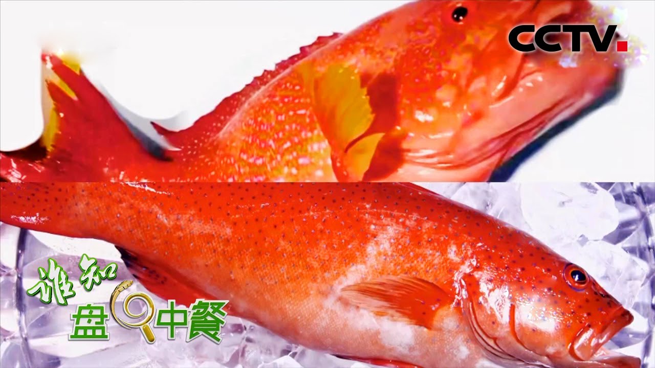 真假东星斑傻傻分不清！全身通红、味道鲜美、高颜值的"贵族"石斑鱼你吃对了吗？| CCTV「谁知盘中餐」20210426