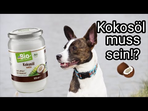 Video: Ist Kokosöl Für Kognitive Dysfunktion Bei Hunden Wunderbar Oder Wertlos?