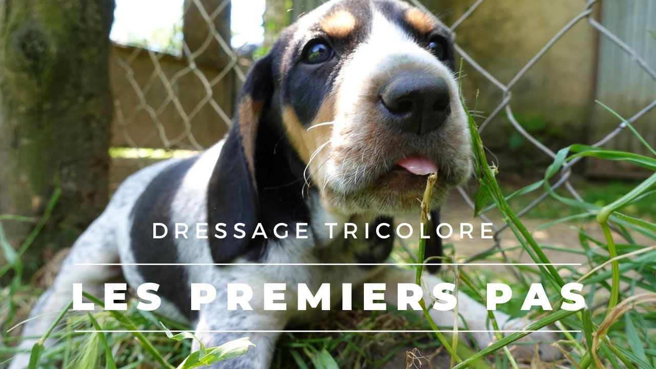 Dressage Tricolore : Épisode 1 - Les premiers pas