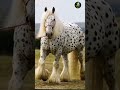 Meet the the Gypsy Vanner #facts #animalfacts #wildlife #wildlifeentertainment #animalfacts