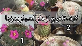 كيف يتم تلقيح الازهار يدويا How are flowers pollinated manually @