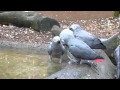 African Greys Eating Ice