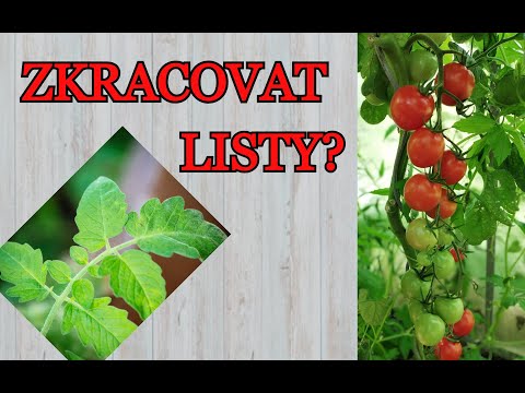 Video: Různé typy odrůd rajčat pro pěstování
