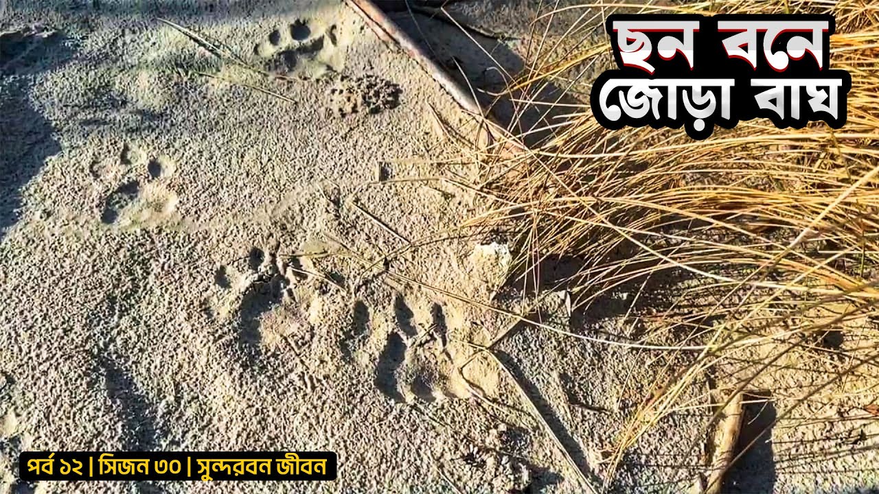ছন বনের জোড়া বাঘ | সুন্দরবন | পর্ব ১২ | সিজন ৩০ | Bengal Tiger | Belayet Sarder | Mohsinn ul Hakim