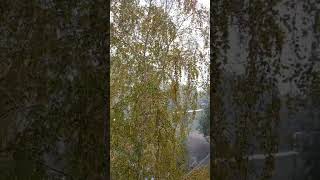 Первый снег. 05 октября 2025.#алтай #осень #лазаревы #природа #снег #россия #красота #зима
