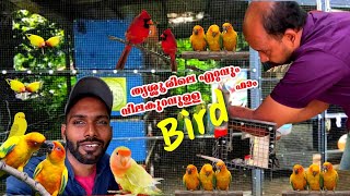 African Love birds Conure വിലക്കുറവിൽ കിട്ടുന്ന തൃശ്ശൂരിലെ ഫാം | Exotic Birds at Thrissur