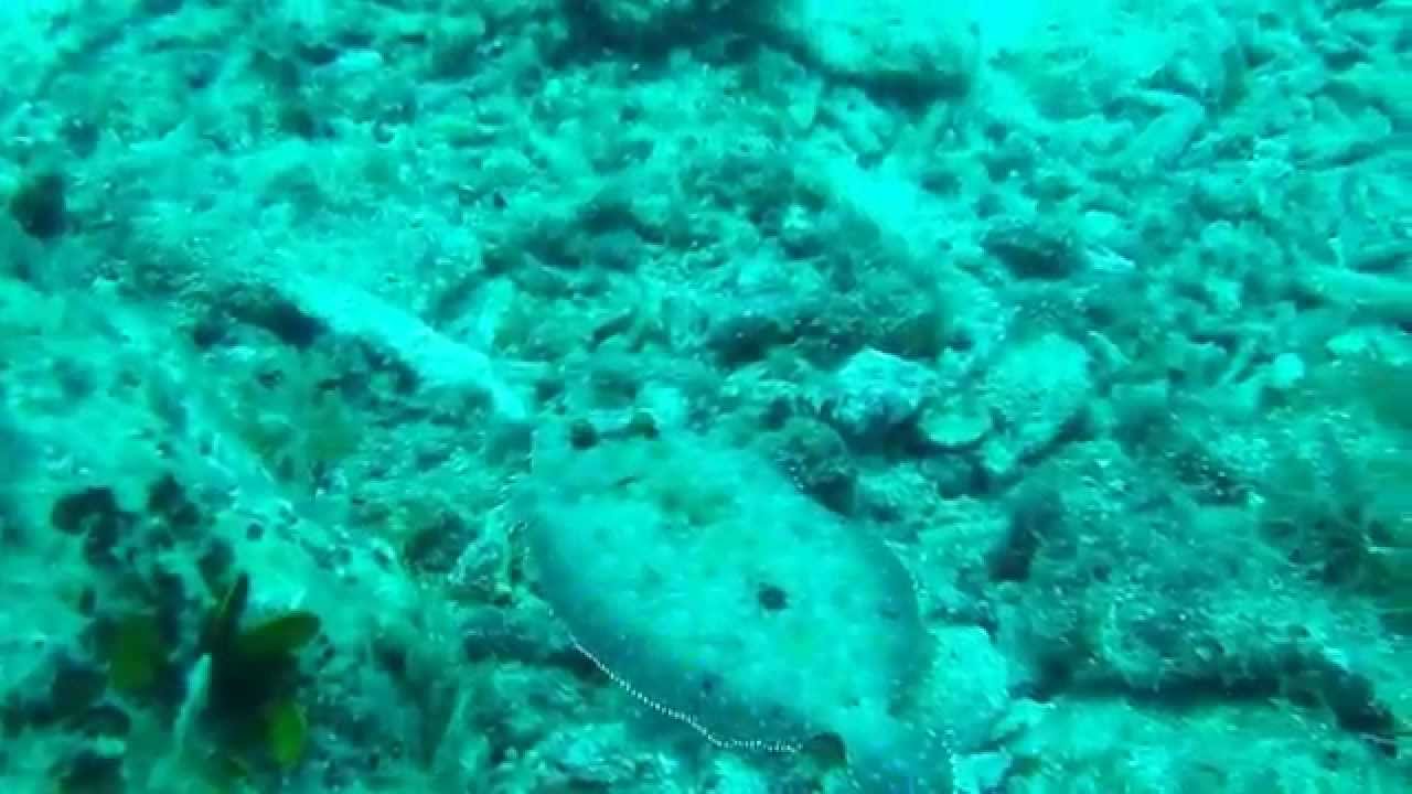 Рыбы Карибского Моря Фото С Названиями