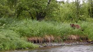 Медведи на реке Жупаново. Камчатка.
