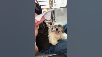 Babbu ni ticket #dog #dogshorts #doggielife #dogs #doglife #dogvideos