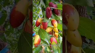 यह फल समय के साथ साथ चलता है 😱 |#Chinese #berries🍒 #arbaz #gardening #shorts