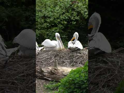 Pelikaankuiken uit het ei gekropen! 🐣 | DierenPark Amersfoort