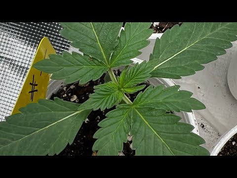 Week 2 🌱