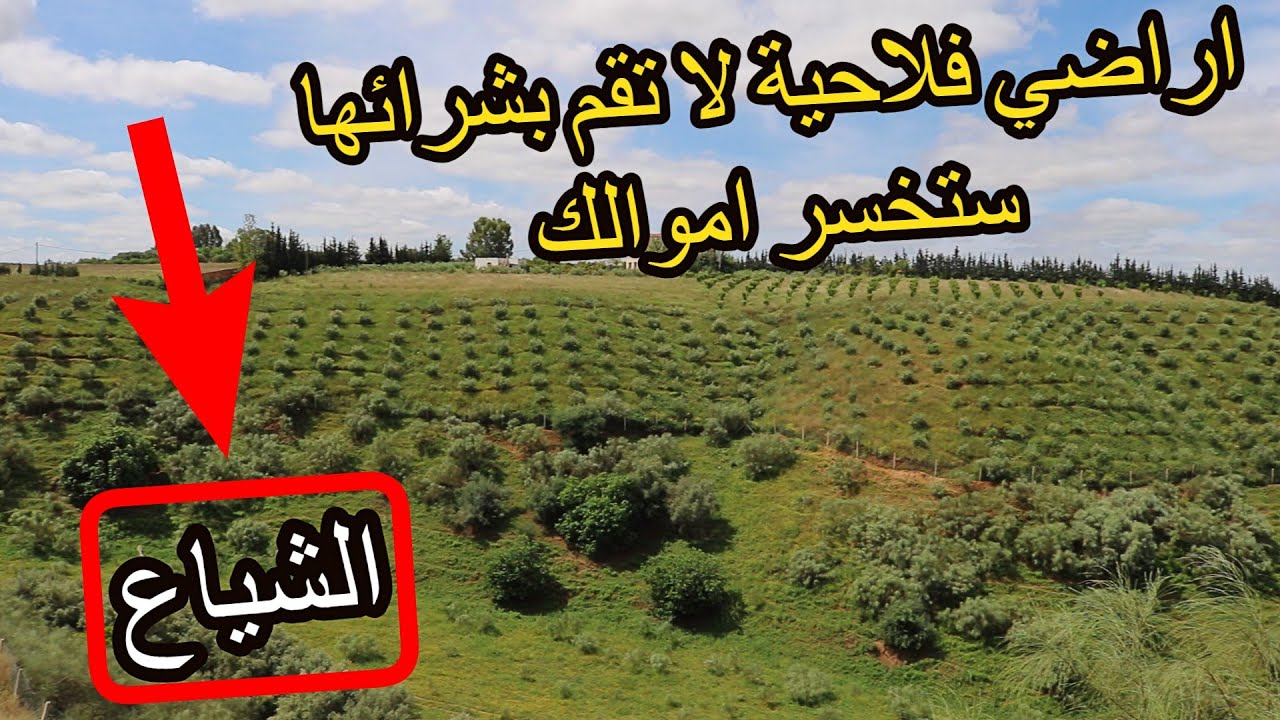 ✨لا تقم بشراء هذه الاراضي او ستخسر اموالك وتعيش بالمحاكم ✨ تعريف الشياع والارضي المشاعة