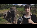 asmr with elephants 🐘 🇹🇭 Chiang Mai, Thailand.