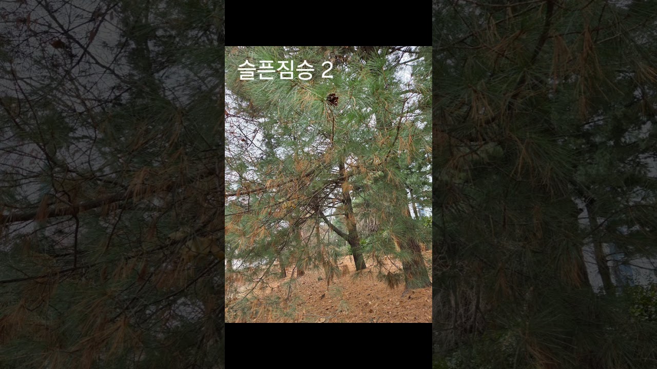 슬픈짐승 2 : 모니카 마론