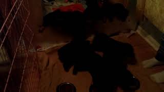 Rottie Squad Kennel WLTDO